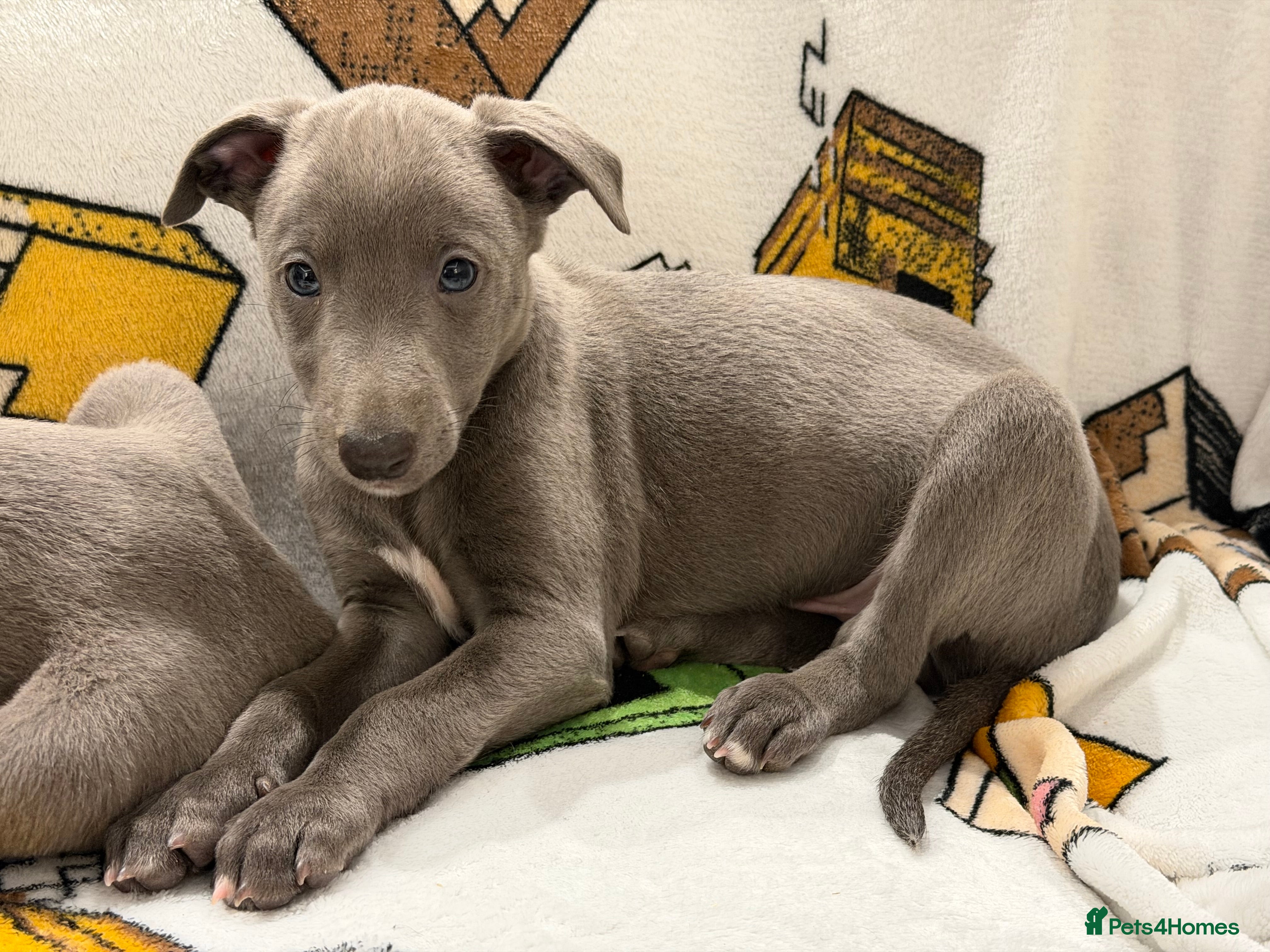 Whippet dogs ❤️ BEAUTIFUL BLUE WHIPPETS KC REGISTERED❤️ - Advert 2