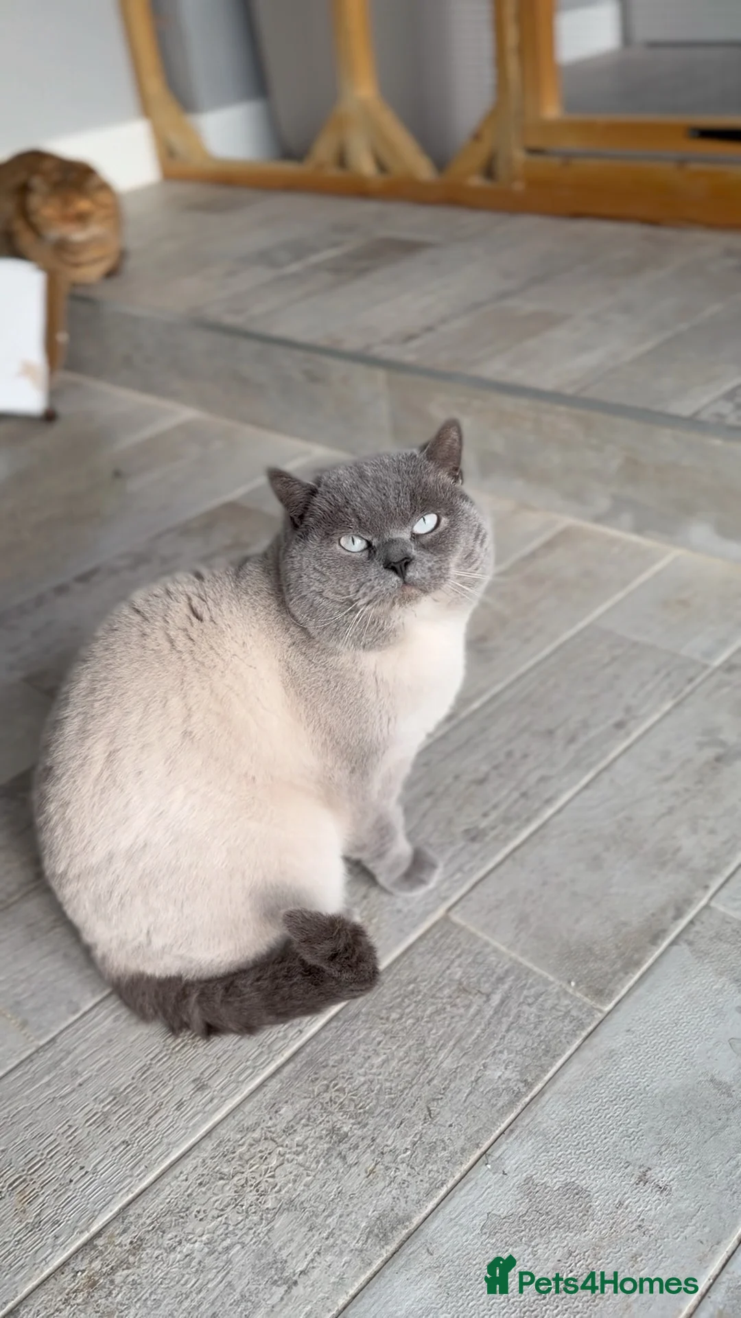 British Shorthair cats for stud: GCCF ACTIVE COLOURPOINT STUD - Health tested  in Ingatestone - Advert 3