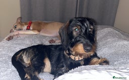 Mixed Breed dogs for sale: 8 beautiful dashaund X Jack Russel puppies  - Image 16