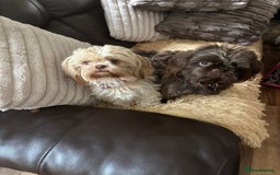 Shih Tzu dogs for sale: Imperial shih tzu puppies - Image 2