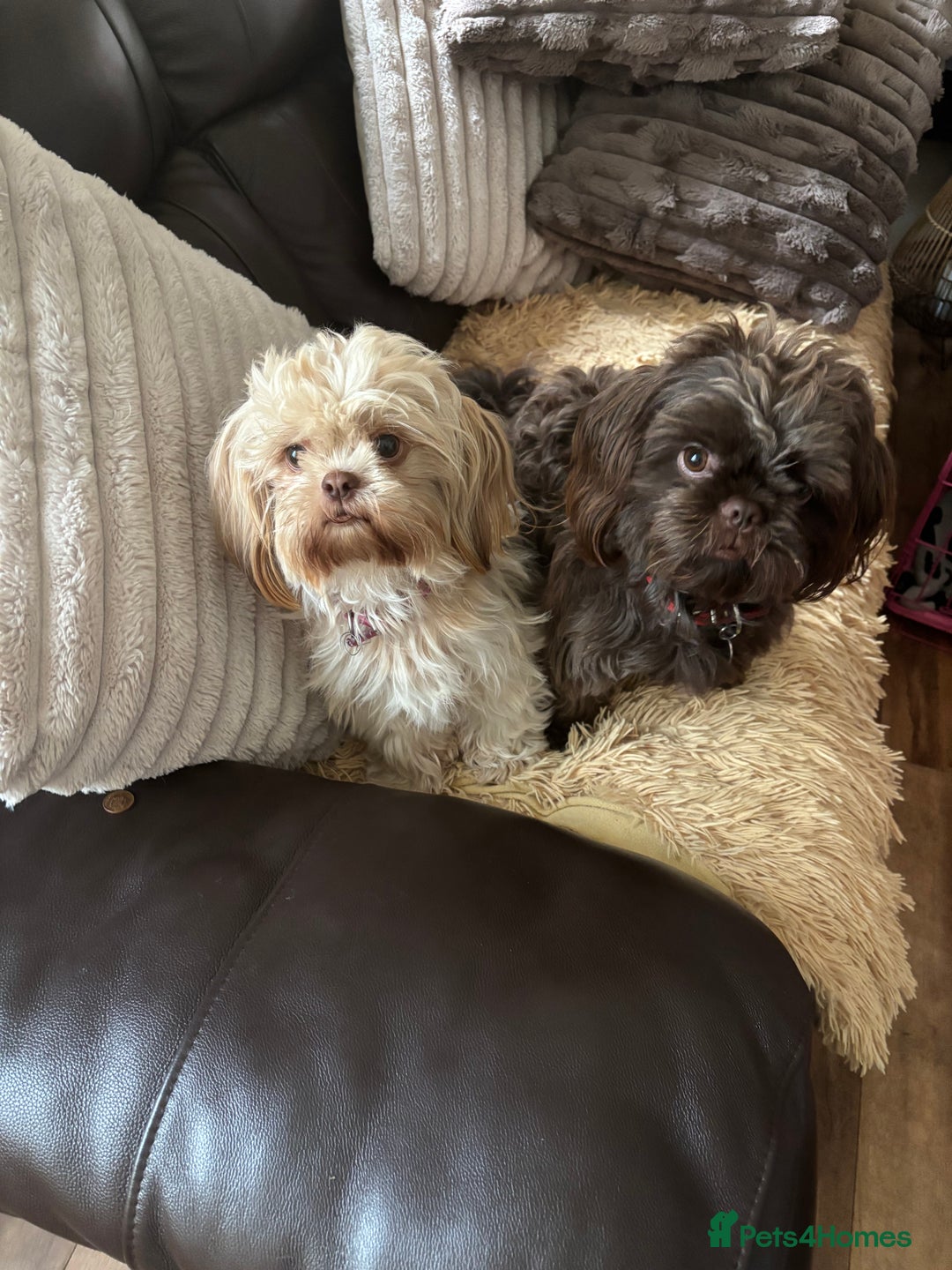 Shih Tzu dogs for sale: Imperial shih tzu puppies - Image 2