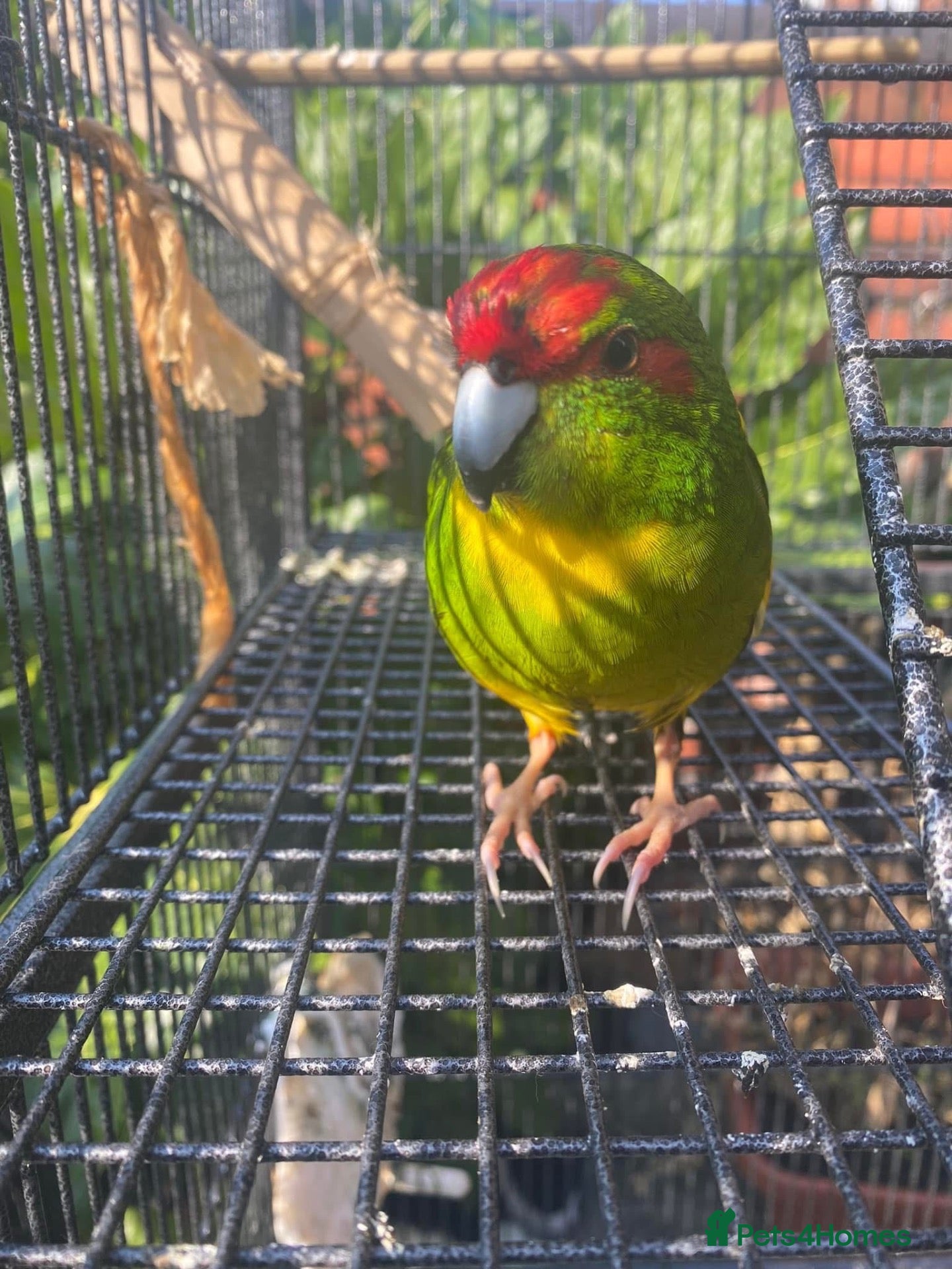 Parakeets birds for sale: Friendly Talking Kakiriki - Advert 1