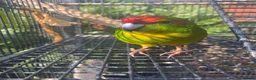 Parakeets birds for sale: Friendly Talking Kakiriki in Holywell - Advert 1