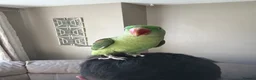 Parakeets birds for sale: Alexandrine parakeet in Bradford - Advert 8