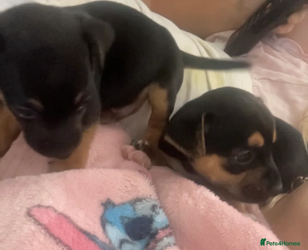 Jack Chi dogs for sale: Jackchi puppies - Advert 2
