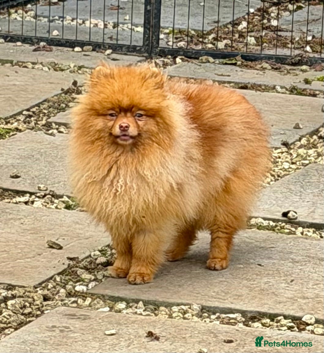 Pomeranian dogs 🐾 CARAMEL – Male Pomeranian 🐾 - Advert 3