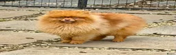 Pomeranian dogs for adoption: 🐾 CARAMEL – Male Pomeranian 🐾 in West Malling - Advert 1