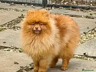 Pomeranian dogs 🐾 CARAMEL – Male Pomeranian 🐾 - Advert 3