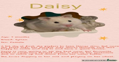 Hamster rodents - Advert 11