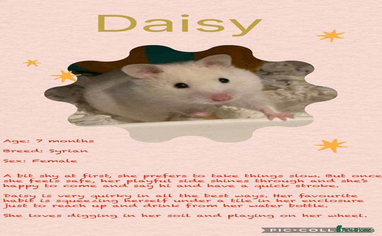 Hamster rodents - Advert 9