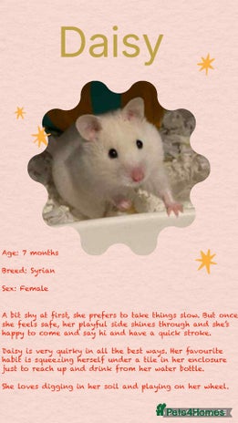 Hamster rodents - Advert 4