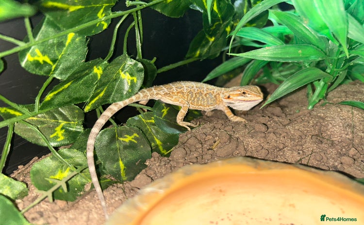 Bearded Dragon reptiles Bearded dragon and full set up - Advert 1
