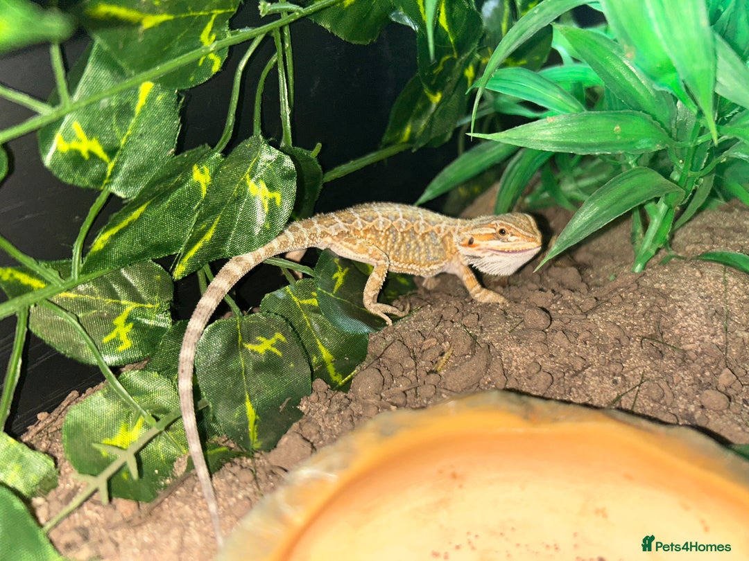 Bearded Dragon reptiles for sale: Bearded dragon and full set up - Advert 1