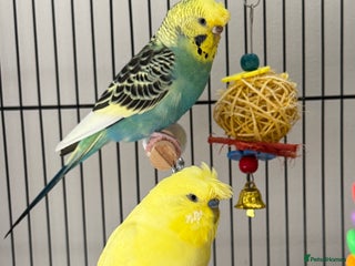 Budgerigars birds for sale: Pair of budgies - Advert 1
