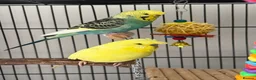 Budgerigars birds for sale: Pair of budgies  - Advert 1