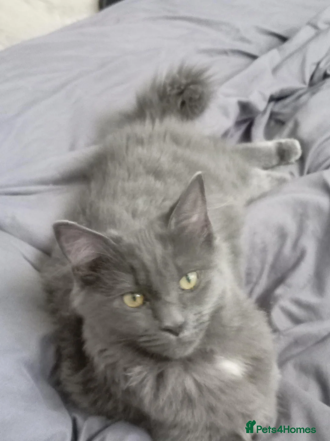 Maine Coon cats for sale: Beautiful female kitten  - Advert 7