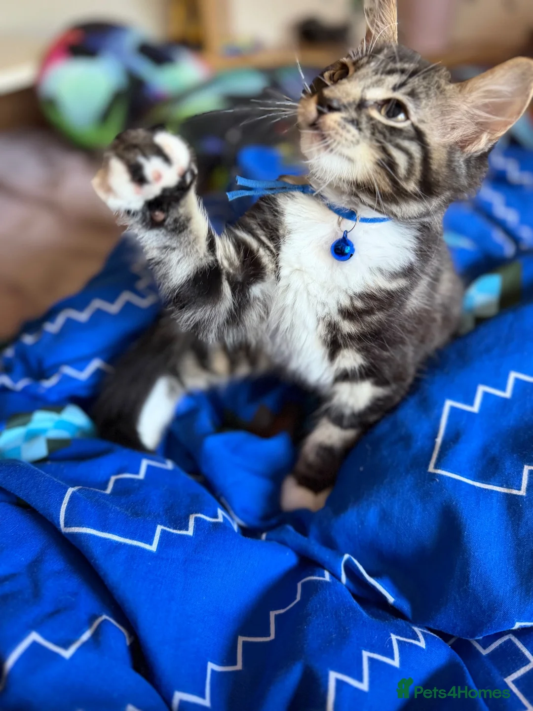 Mixed Breed cats for sale: Last kitten from litter - Advert 4