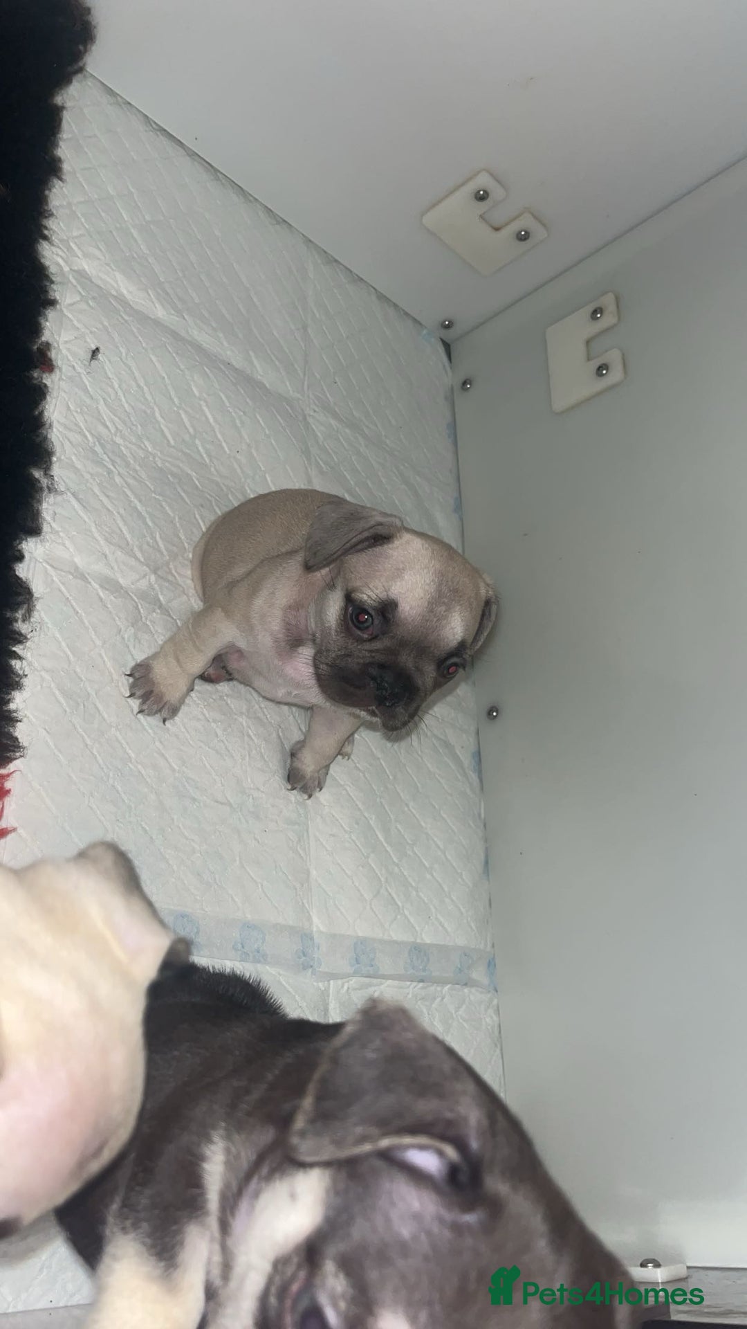 French Bulldog dogs for sale: French bulldog puppies  - Advert 7