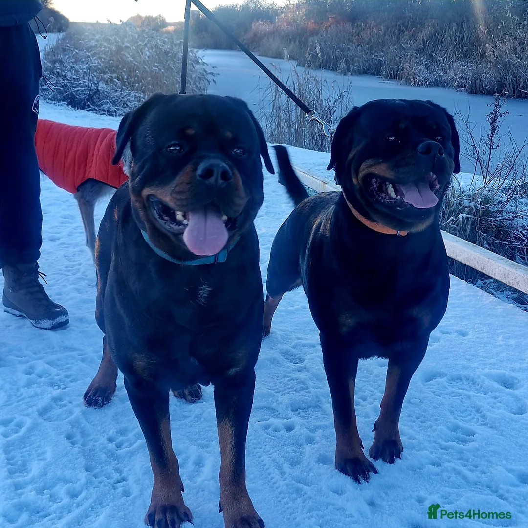 Rottweiler dogs for sale: LEGACY'S IN THE MAKING!! REX & MAGIC - Advert 2