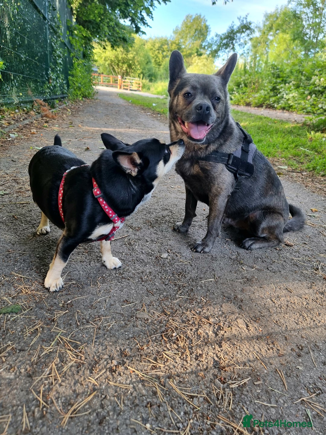 Mixed Breed dogs for sale: Ronnie  - Advert 12