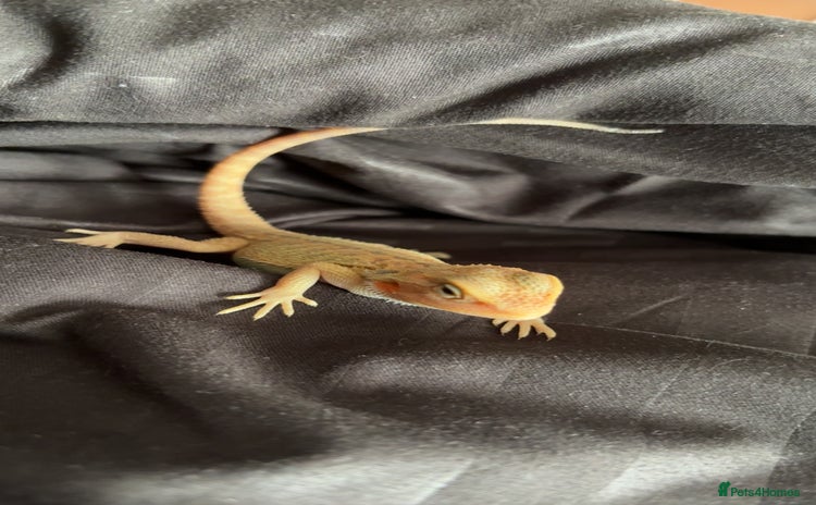 Bearded Dragon reptiles - Advert 4