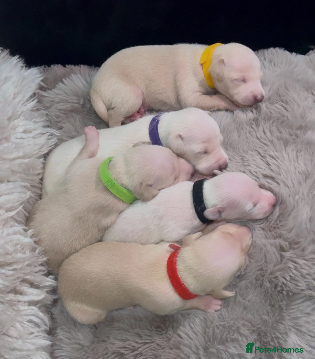 Italian Greyhound dogs All Puppies Sold  - Advert 9