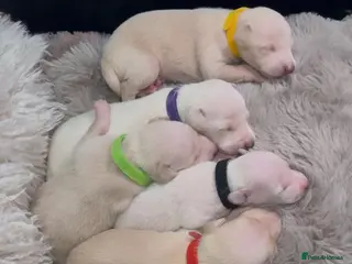 Italian Greyhound dogs All Puppies Sold - Advert 9