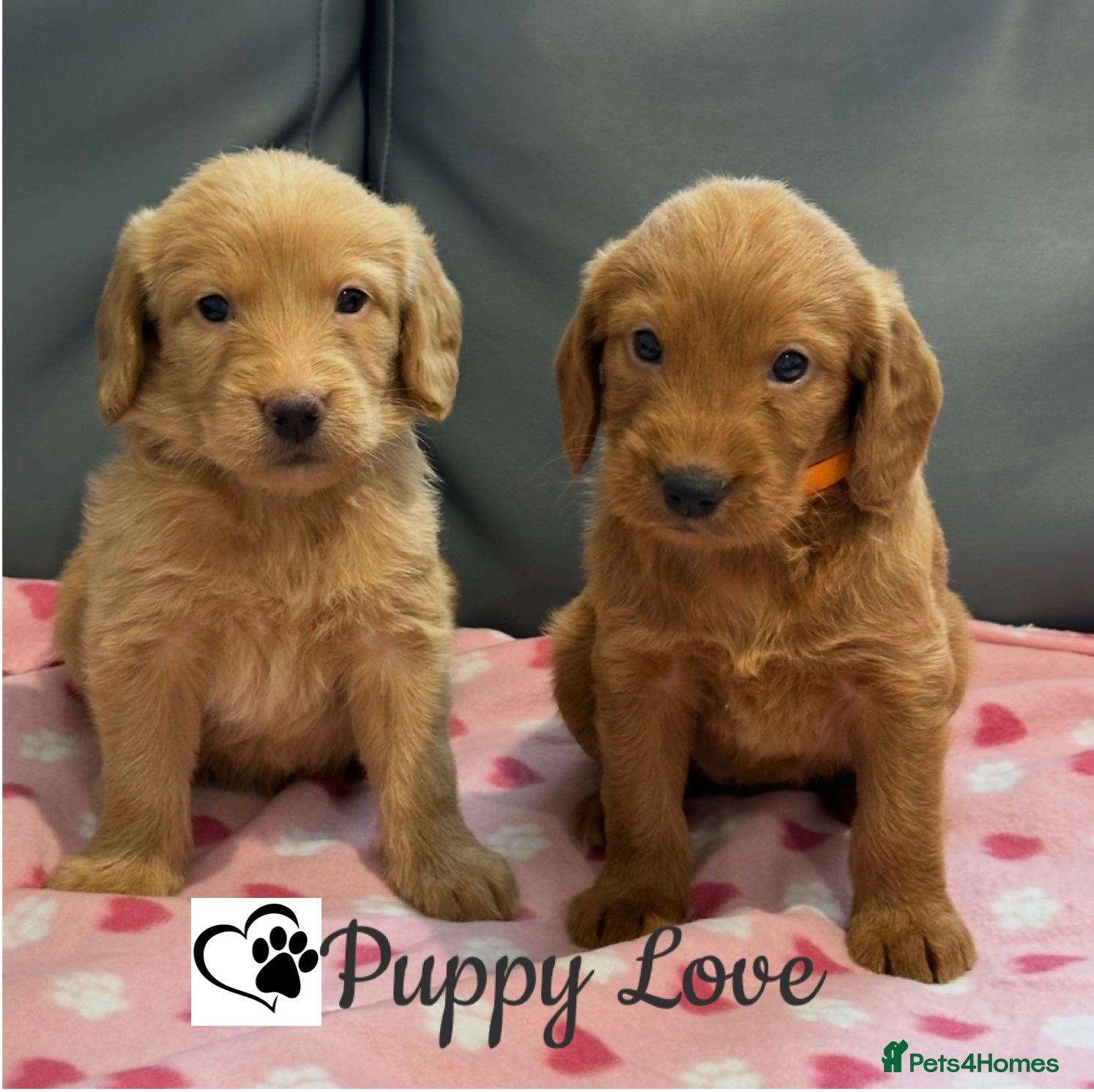 Labradoodle dogs ⭐️Fully Health Tested F1 Miniature Labradoodles⭐️ - Advert 6