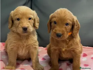 Labradoodle dogs ⭐️Fully Health Tested F1 Miniature Labradoodles⭐️ - Advert 1