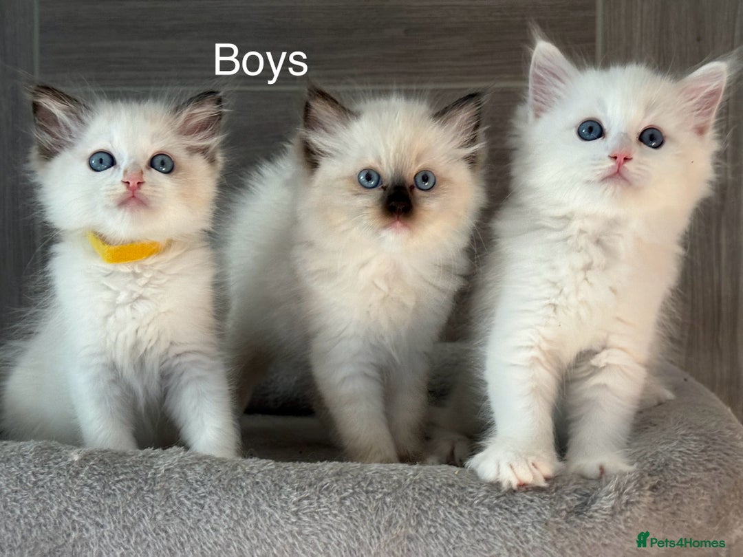 Ragdoll cats for sale: Attention🎈Rare Kitten  - Image 9