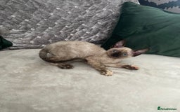 Devon Rex cats for sale: Beautiful girl ready for her new home - Image 2