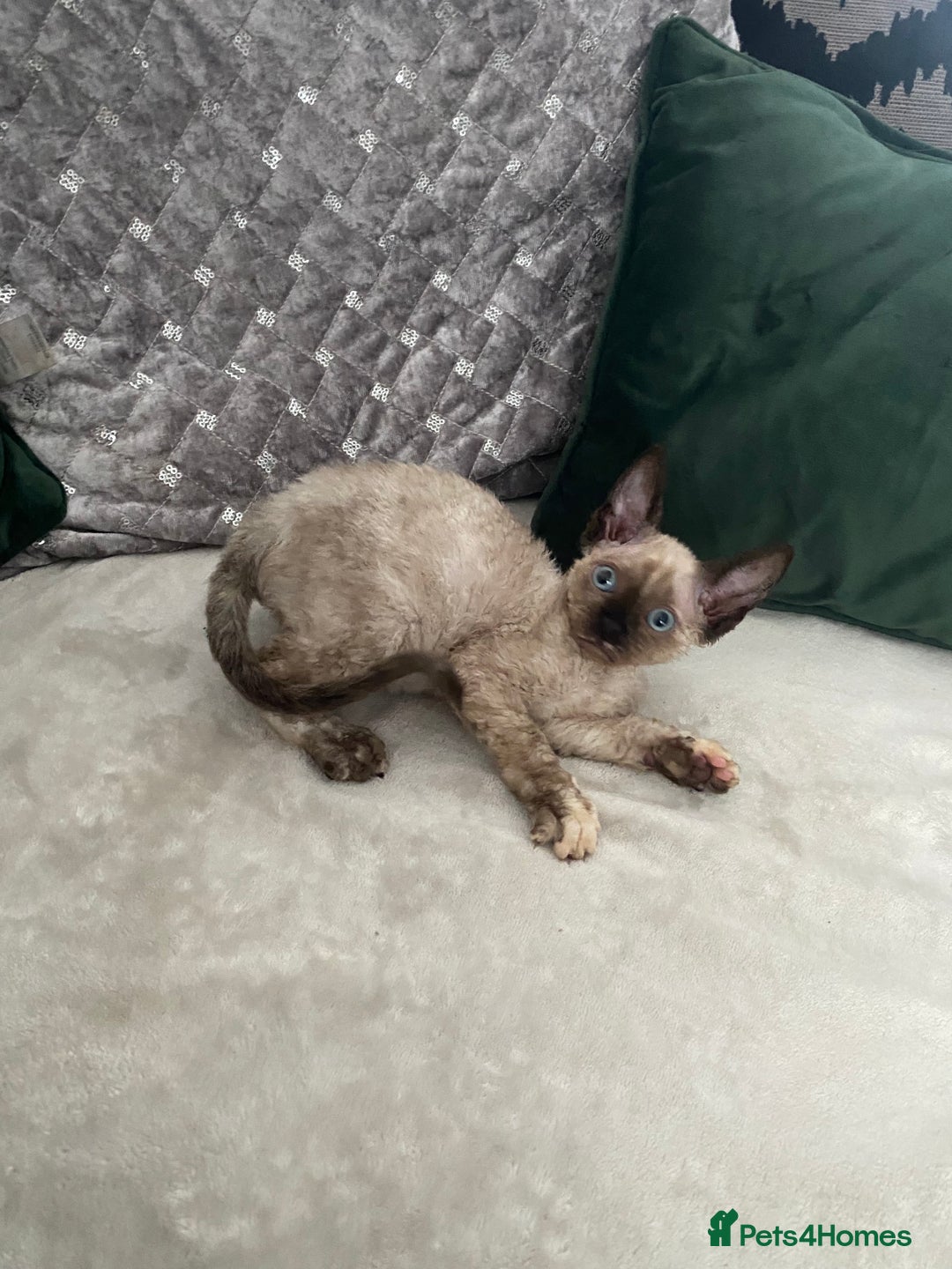 Devon Rex cats for sale: Beautiful girl ready for her new home - Image 2