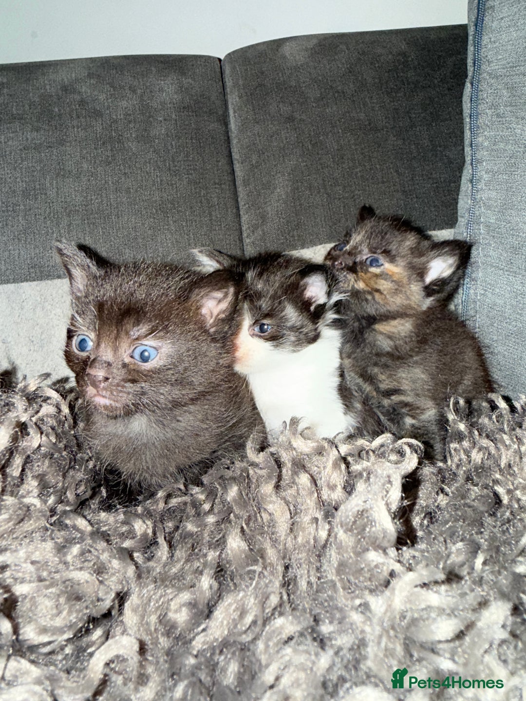 Domestic Shorthair cats for sale: Tortoise Shell X British Longhaired Kittens  - Image 11