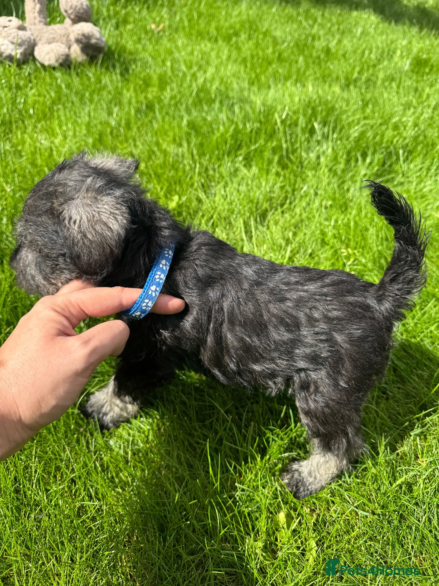 Miniature Schnauzer dogs 💙♥️2 Beautiful Boys ♥️💙 - Advert 2