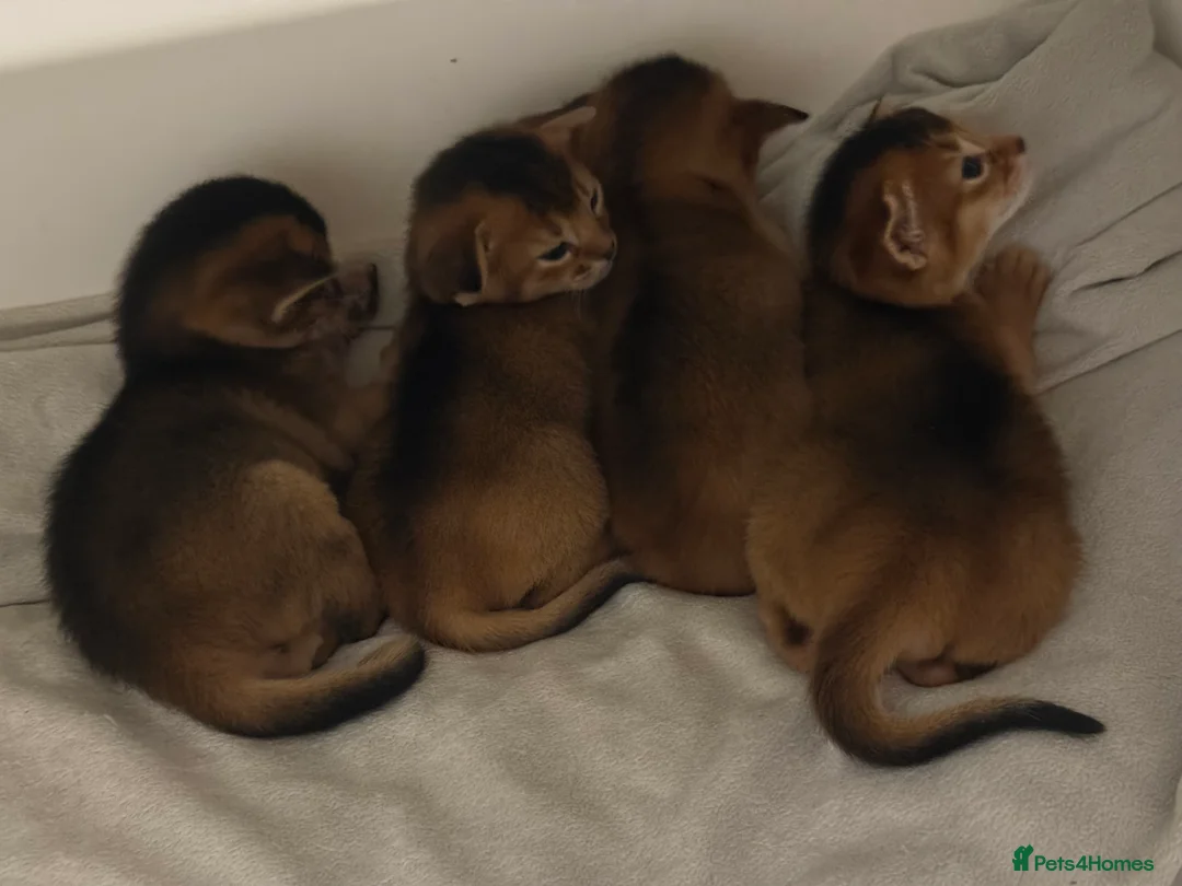 Abyssinian cats for sale:  😽Ch.parents kittens GCCF registered  - Advert 7