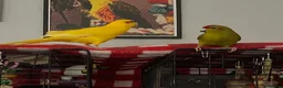 Parakeets birds for sale: Bonded male and female Kakarikis parakeets gentle  - Advert 2