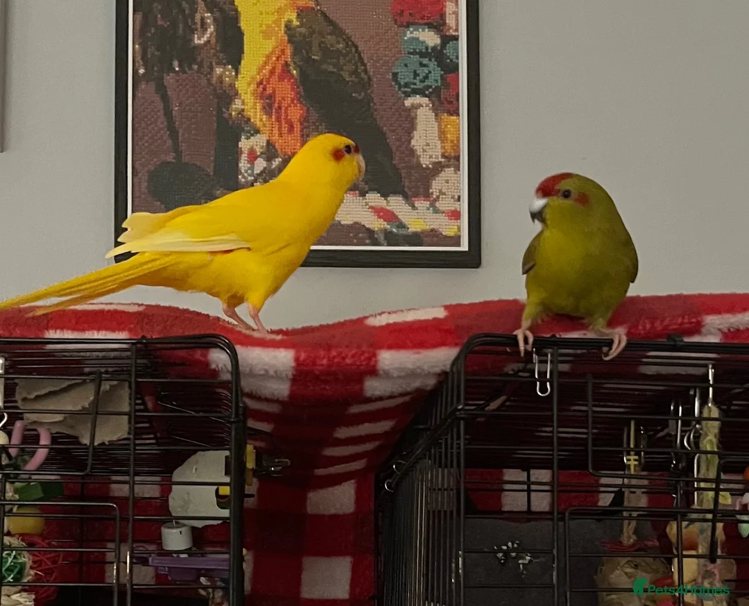 Parakeets birds for sale: Bonded male and female Kakarikis parakeets gentle  - Advert 2