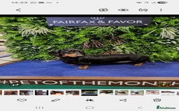 Dachshund dogs for stud: Stud dog - Image 5