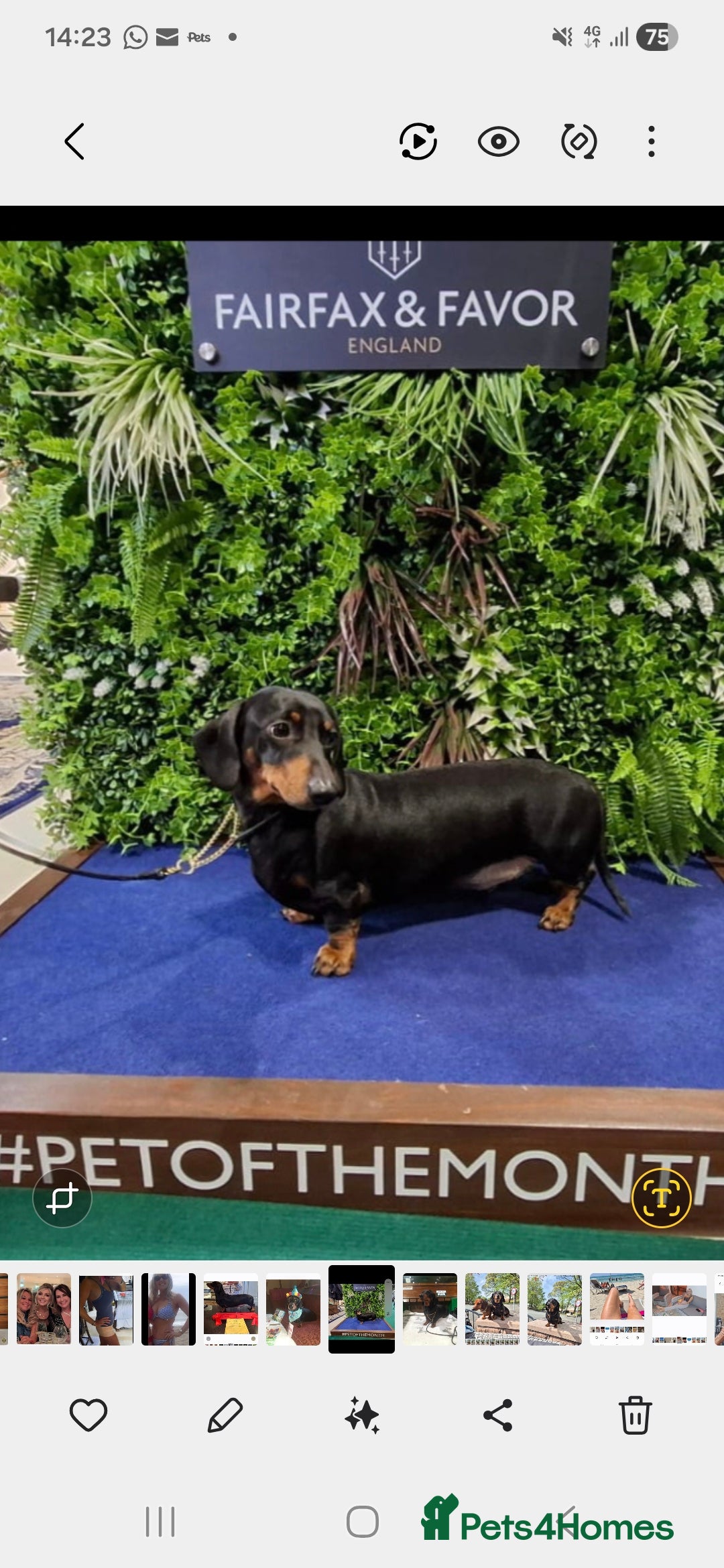 Dachshund dogs for stud: Stud dog - Image 5