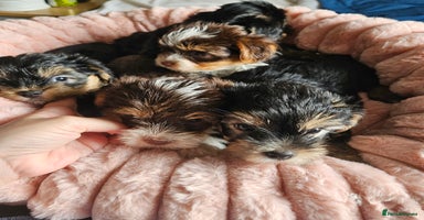 Yorkshire Terrier dogs - Advert 13