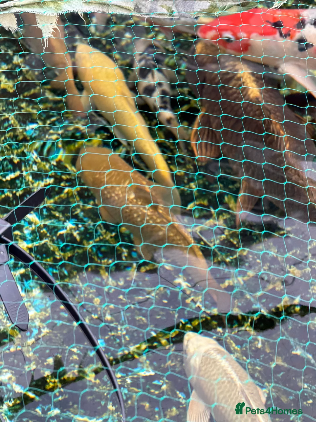 Koi Carp fish for sale: Koi karp for sale - Advert 5