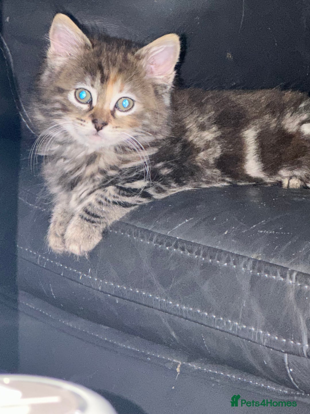 Ragcoon cats for sale: Ragdoll cross - Advert 26