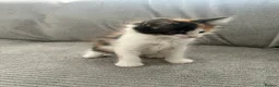 Maine Coon cats for sale: Kittens Looking for Their Forever Homes 🐾 - Advert 12