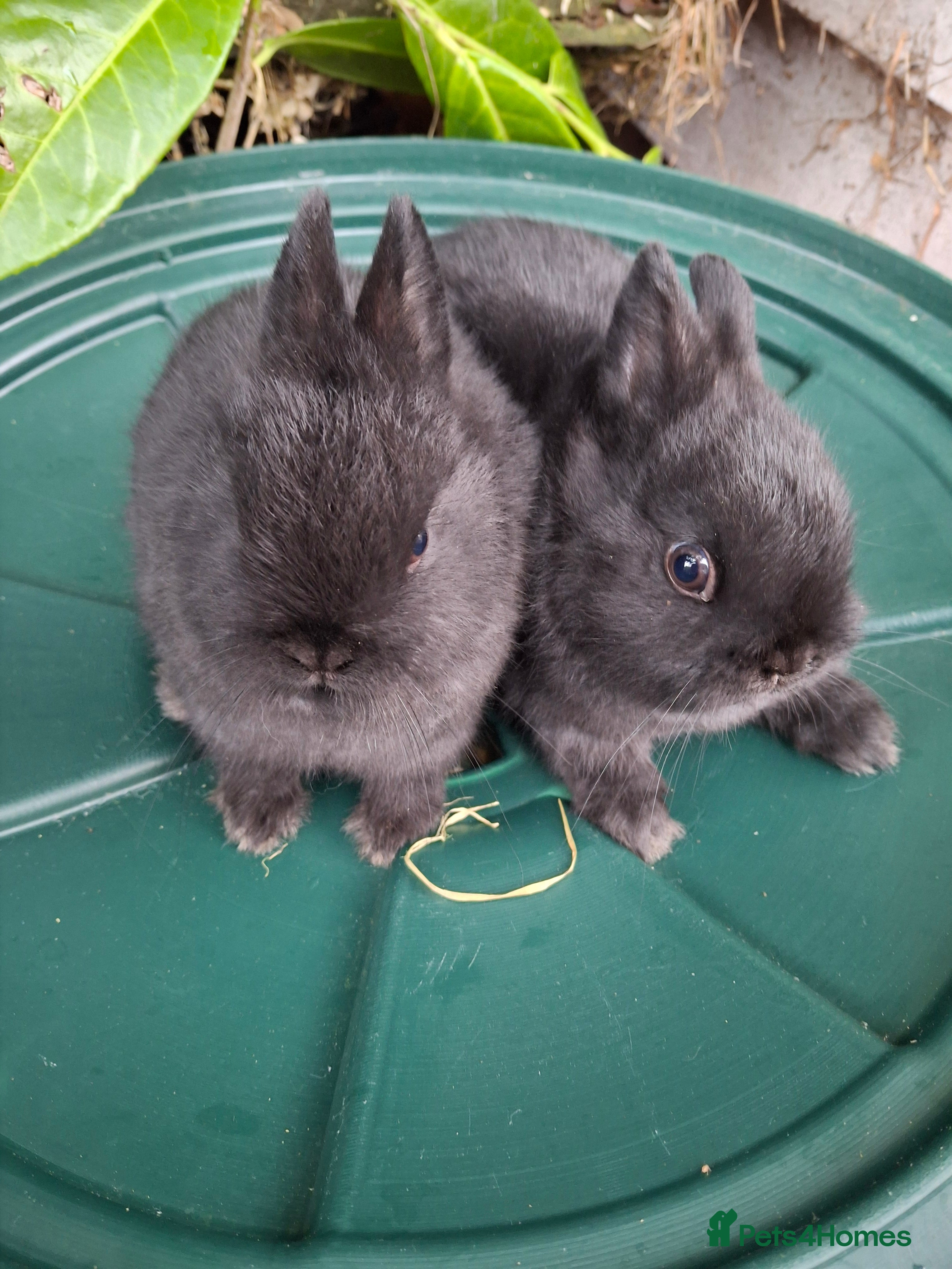 Netherland Dwarf rabbits Beautiful netherland dwarf - Advert 13