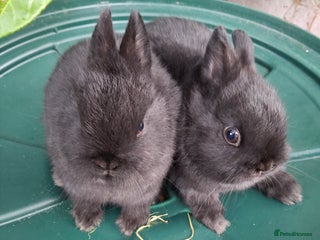 Netherland Dwarf rabbits for sale - Advert 1