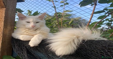Maine Coon cats - Advert 10