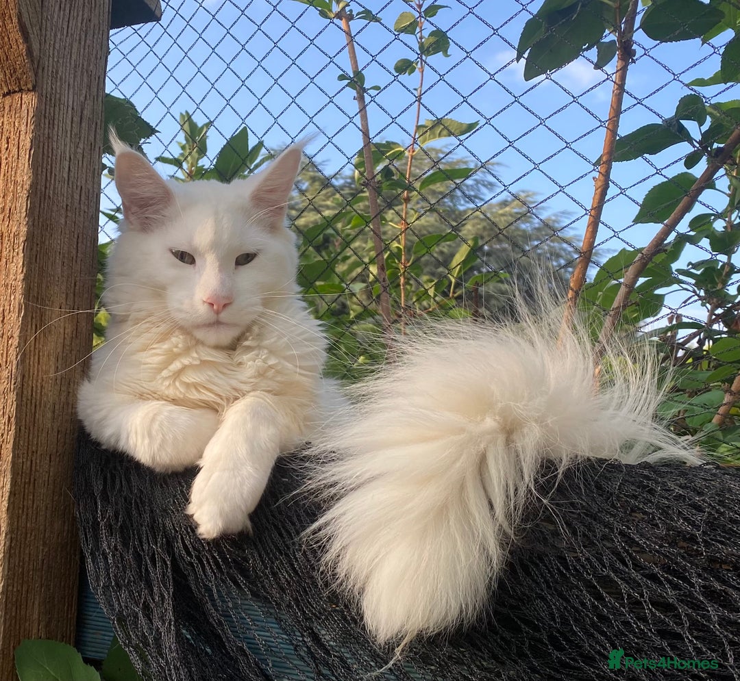 Maine Coon cats for sale: White Maine Coon boy  - Image 2