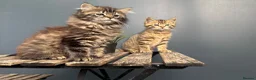 Mixed Breed cats for sale: Beautiful bonded pair of kittens (boy and girl) in Oldbury - Advert 7