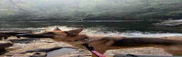 German Shepherd dogs for sale: Storm looking for a forever home - Advert 4