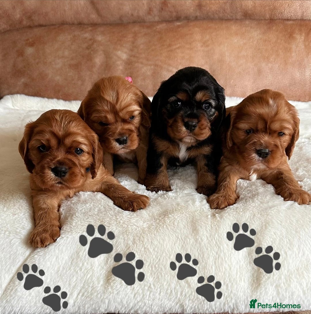 Cavalier King Charles Spaniel dogs for sale: 🐾 KC Registered Health Tested Puppies 🐾 - Image 7